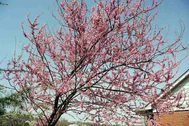 一种东部紫荆树，开粉红色花