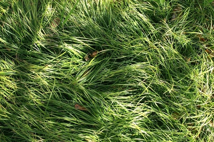 绿色蒙多草地面覆盖
