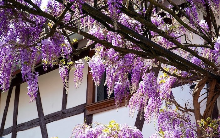 紫藤开花藤蔓爬升附近的房子