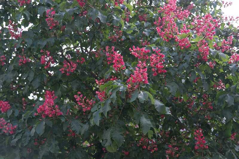 红色七叶树，开着红色的花串