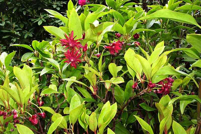 八角茴香灌木的红色花朵