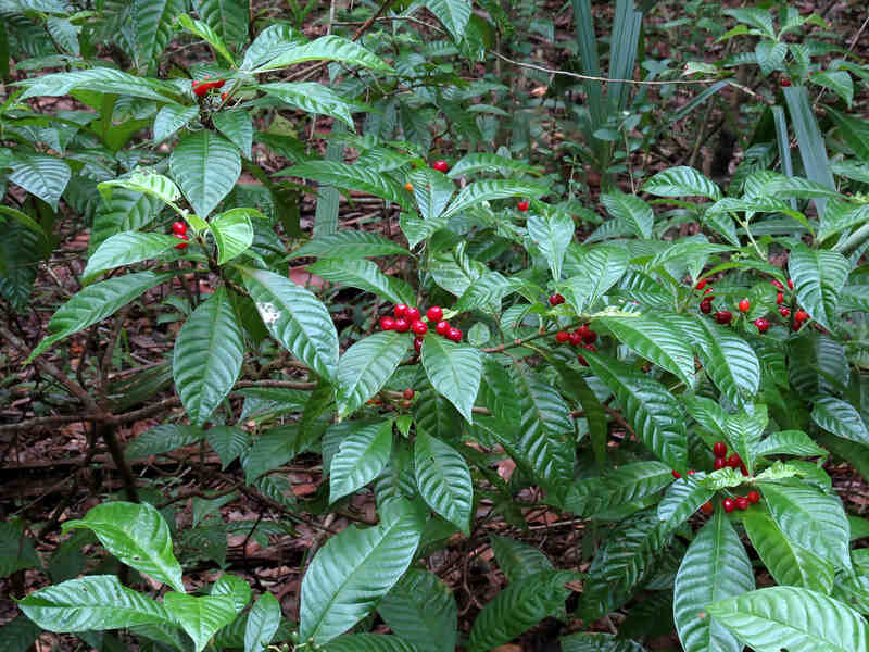 有鲜红色浆果的野生咖啡灌木