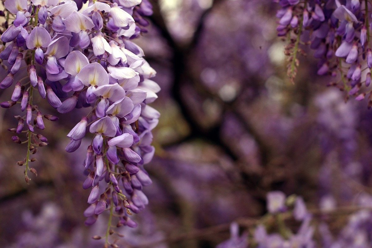 紫藤植物的特写