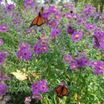 《蝴蝶花园:如何设计蝴蝶花园