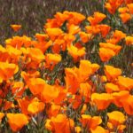 加州本土植物:花，多肉植物，灌木和乔木