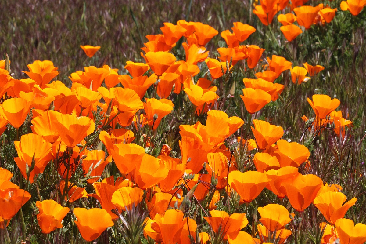 一片亮橙色的加州罂粟花