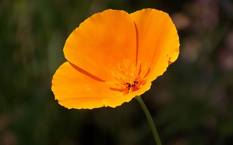 鲜艳的橙色加利福尼亚罂粟花的特写