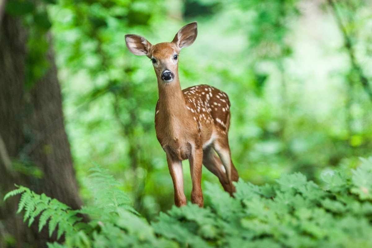斑点母鹿站在被绿色植物包围的森林里