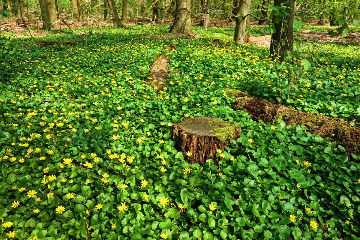 覆盖着绿叶和黄花的地面，在树林和树桩之间蔓延