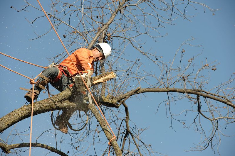 工人在高高的树上修剪树枝