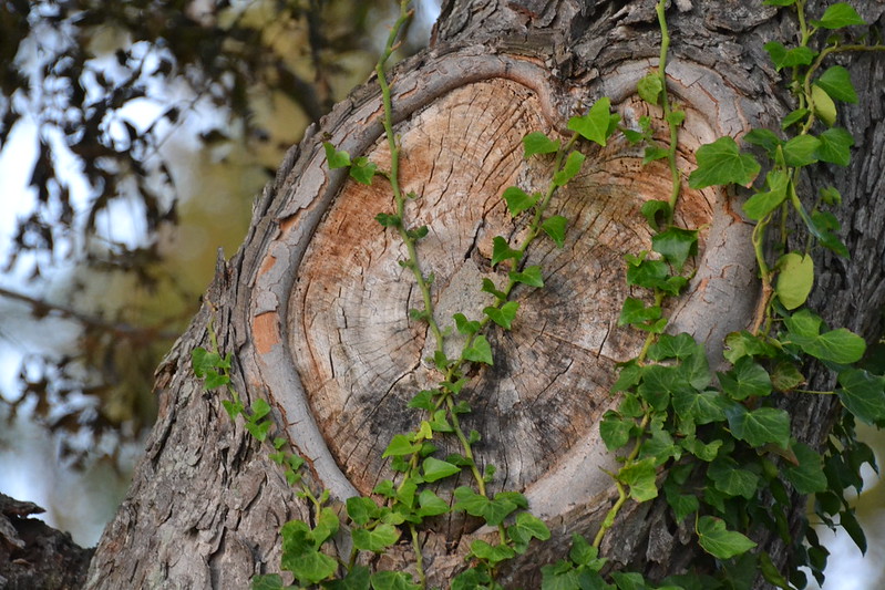一个被藤蔓覆盖的树结的特写