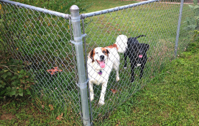 后院的链式围栏，围栏后面有一只黑色的狗和一只棕色高光的白色狗看着摄像机。