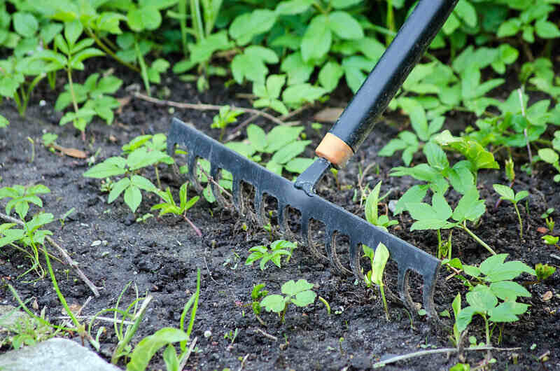 近距离的花园耙耙通过土壤和杂草