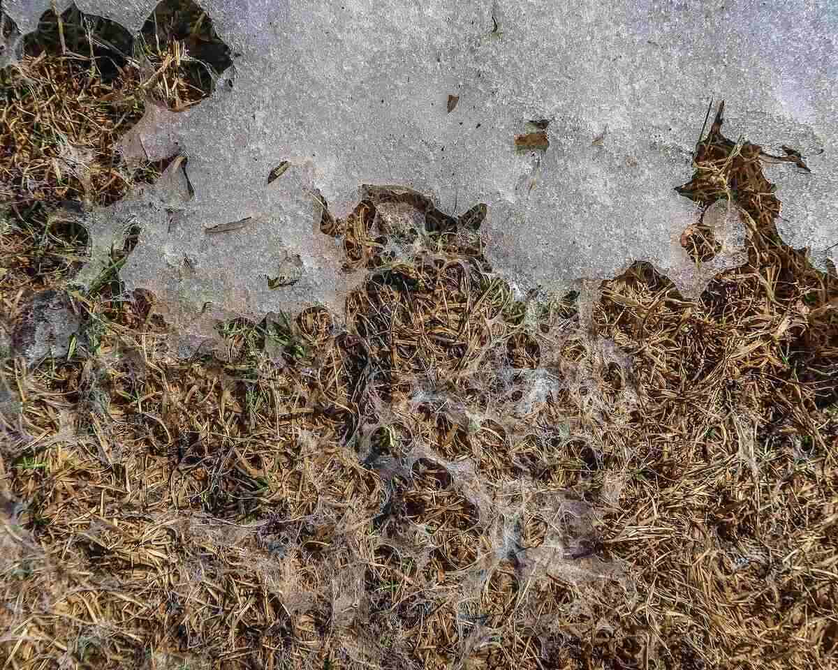 草坪上的雪霉菌和雪