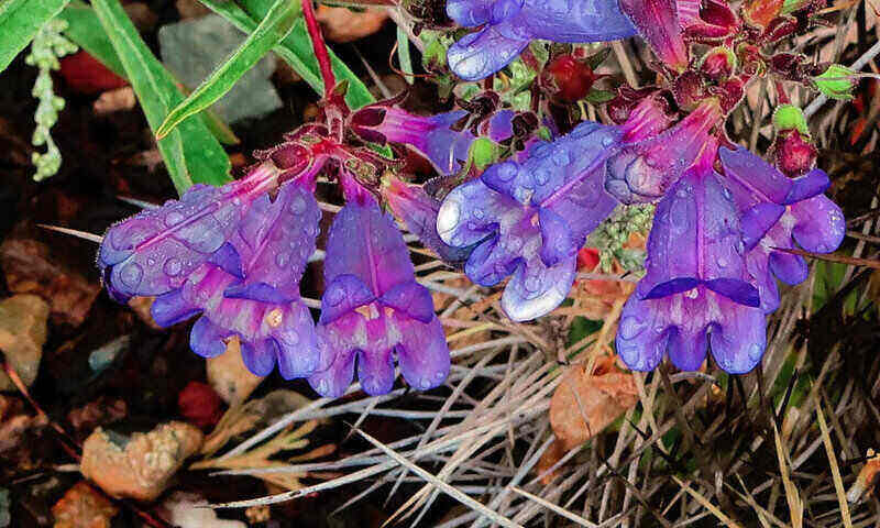 充满活力的紫色Penstemon花的特写，它原产于加利福尼亚