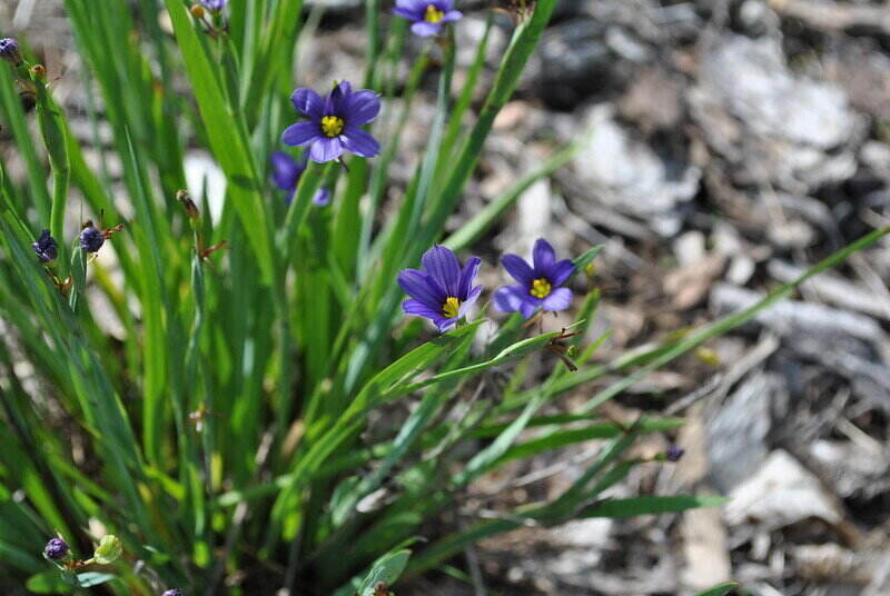 蓝眼草上的蓝紫色小花