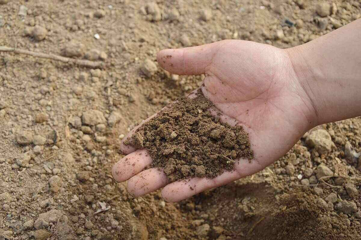 在地面上用手拿一些棕色土壤来显示土壤类型的人