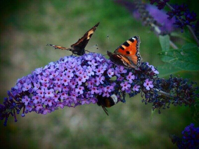 蝴蝶在蝴蝶丛的紫色花朵上。