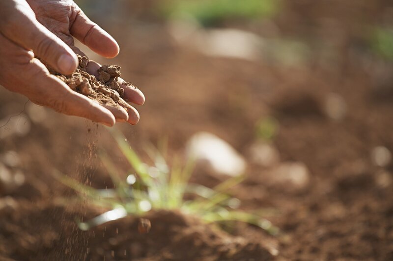用手在土壤中播种