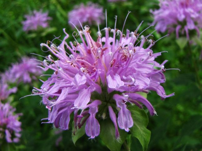 野生佛手柑有紫色的花，有许多花瓣和卷须