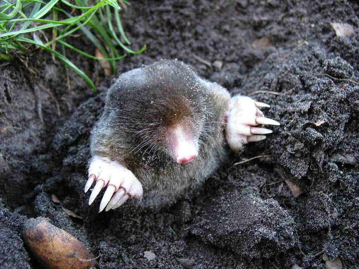 鼹鼠探出地面，周围是新鲜的泥土