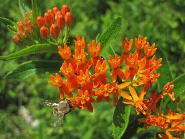 蝴蝶草的橙色花朵和大黄蜂的花朵