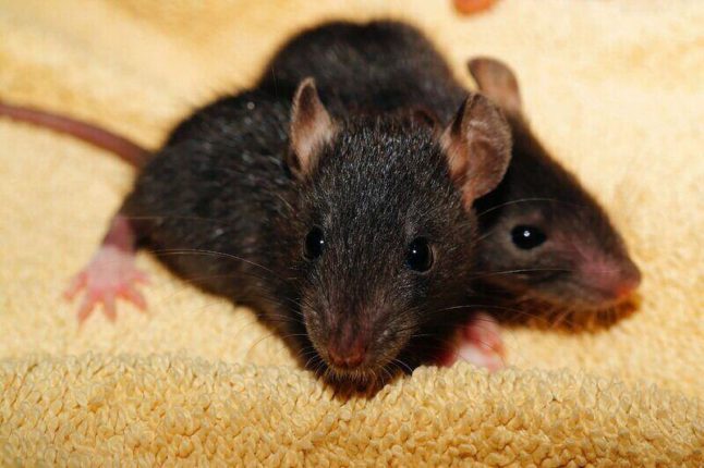 两只深灰色、几乎是黑色的老鼠，耳朵和脚是粉红色的