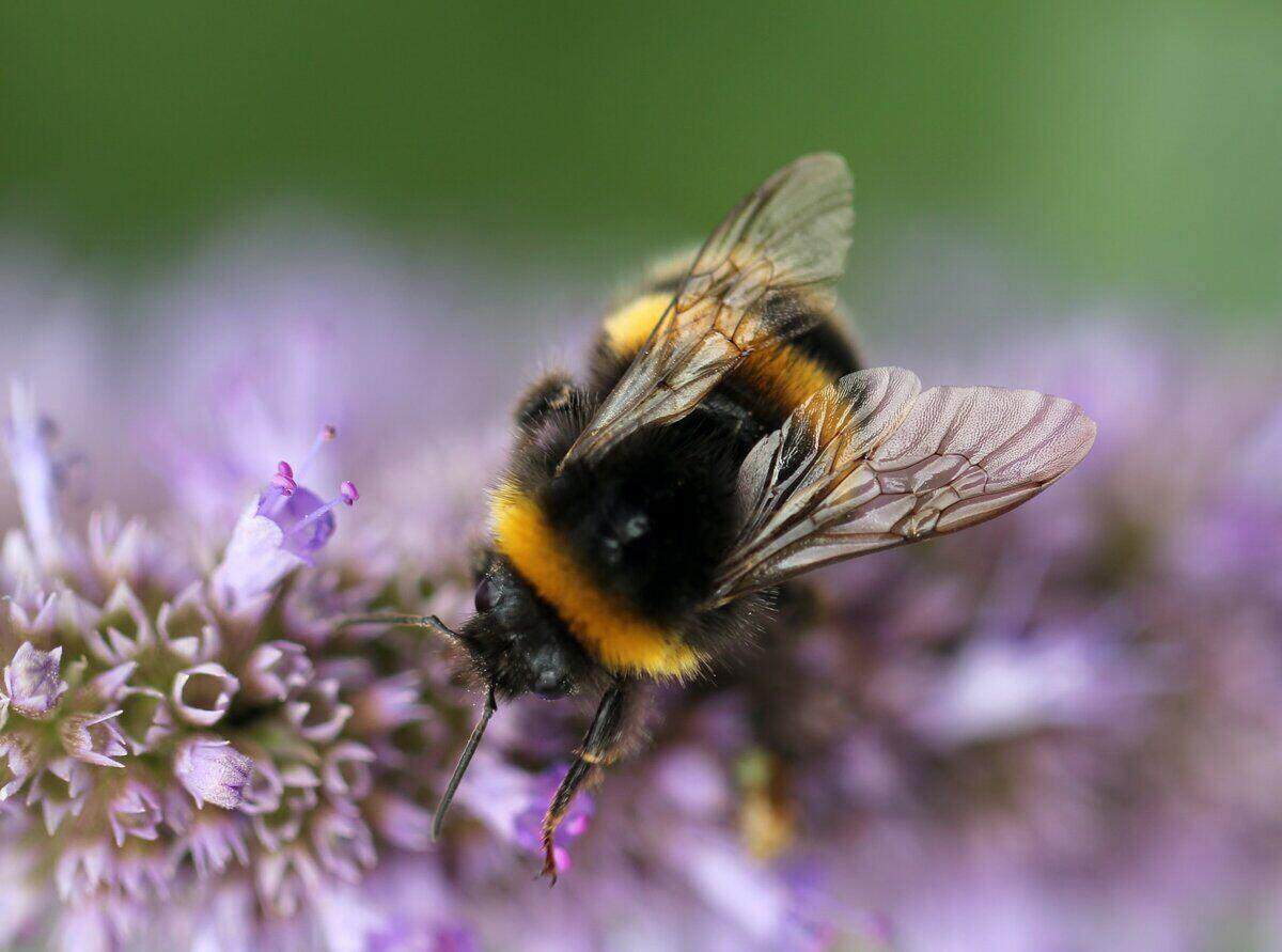 一只蜜蜂从紫色小花中获取花粉的特写镜头