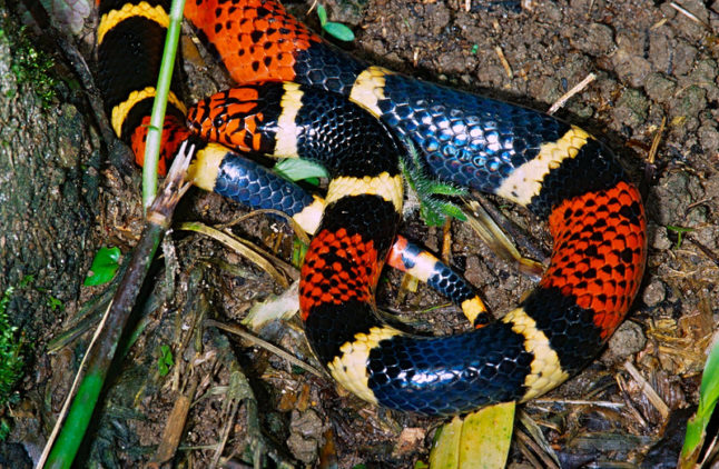 珊瑚蛇-有毒的害虫