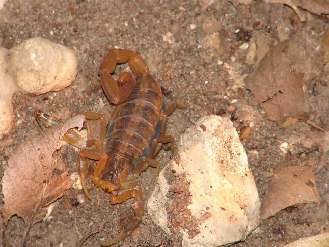 条纹树皮蝎子-有毒的害虫