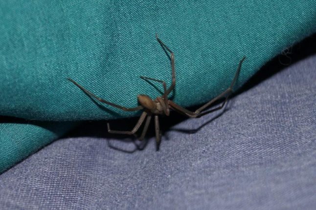 棕色隐士蜘蛛-有毒的害虫