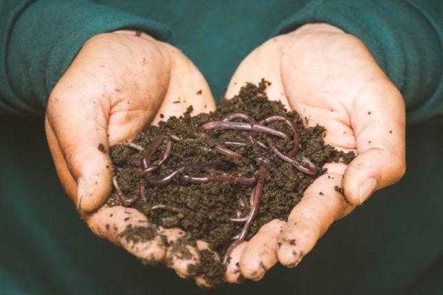 有蠕虫的肥沃土壤