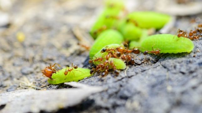 火蚁——奥斯汀的害虫