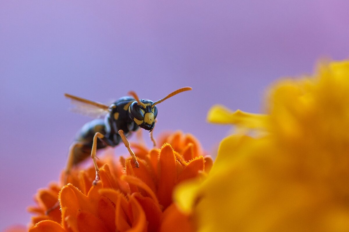 一只黄蜂在花上的特写