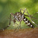 如何在奥兰多消灭蚊子