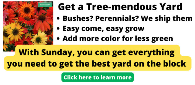星期日树和活植物广告