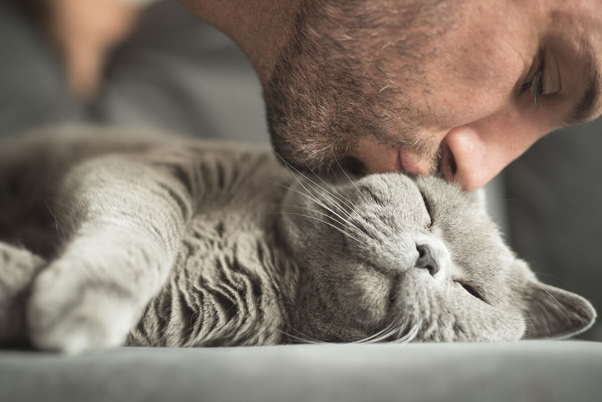 男人亲吻躺着睡着的灰猫