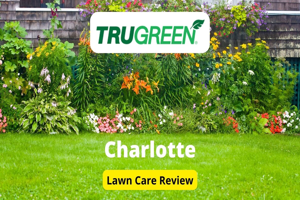 文本:夏洛特的Trugreen |背景图片:草坪上有鲜花植物