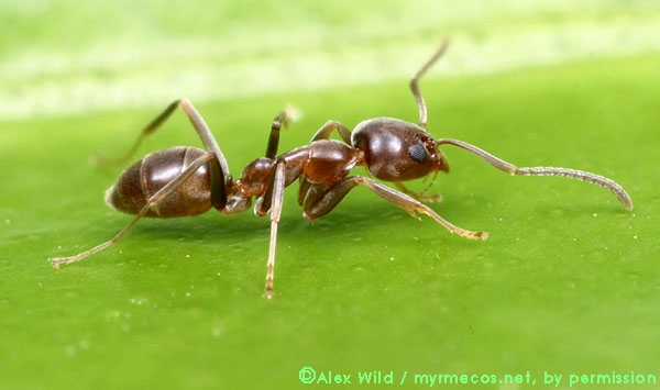阿根廷蚂蚁