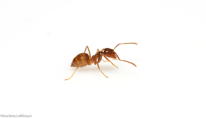 疯狂的蚂蚁