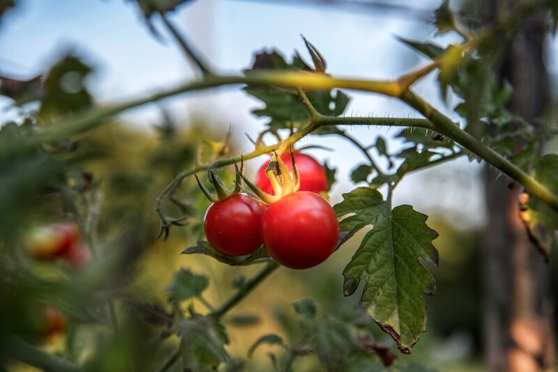 西红柿挂在植物上