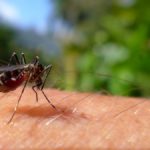 5种方法让蚊子远离奥兰多游泳池