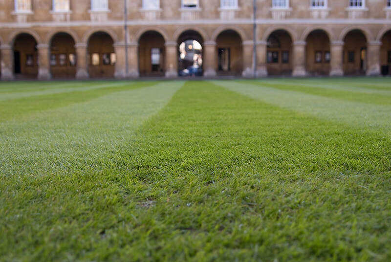 草地上的条纹