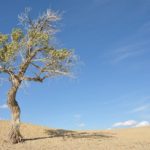 如何拯救濒临死亡的树木