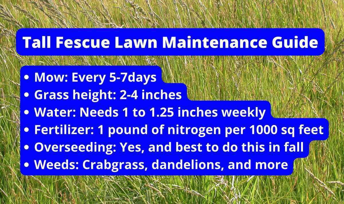 Tall fescue grass photo with text overlay detailing mowing frequency, best grass height, watering needs, etc.