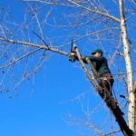 修剪树木需要什么工具?