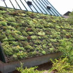 绿色屋顶的最佳植物