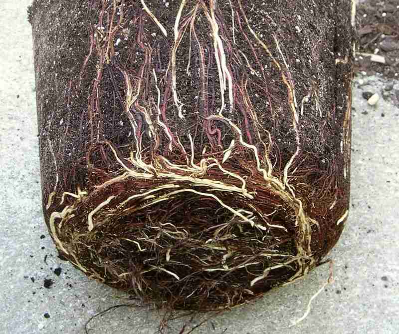 绕圈的植物的根