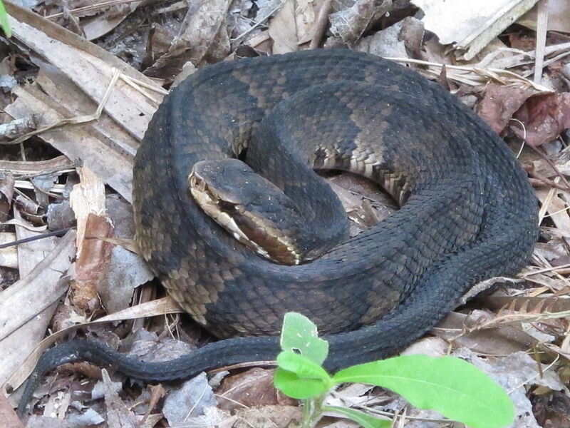 棉口蛇蛇