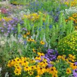 8种方法鼓励你的院子里的生物多样性